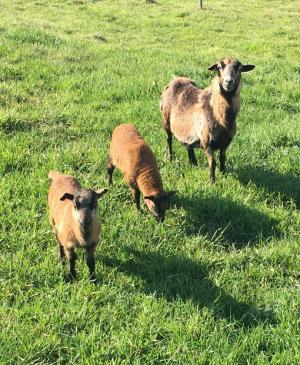 Drei Schafe auf einer grünen Wiese