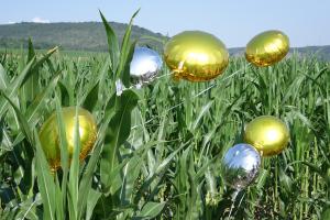 Vier goldene und zwei silberne Luftballons schweben in einem Maisfeld. Auf der Fläche soll ein Gewerbegebiet entstehen.