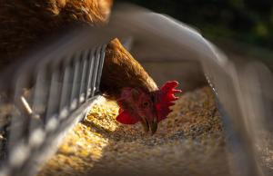 Ein Huhn in einem Stall pickt Körner auf