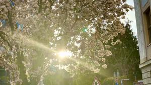 Sonnenstrahlen scheinen durch einen blühenden Baum