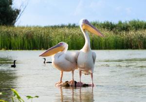 Zwei große Vögel in einer Wasserlandschaft