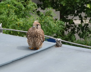 Ein junger Falke sitzt auf dem Dach des Fahrstuhles der Stadtverwaltung Jena.