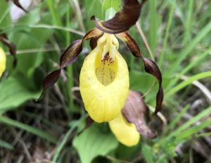 Ein Frauenschuh - eine heimische, gelbe Orchidee