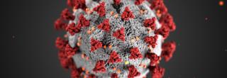 Das Coronavirus vergrößert betrachtet: eine graue rauhe Kugel mit roten Ausstülpungen rundherum
