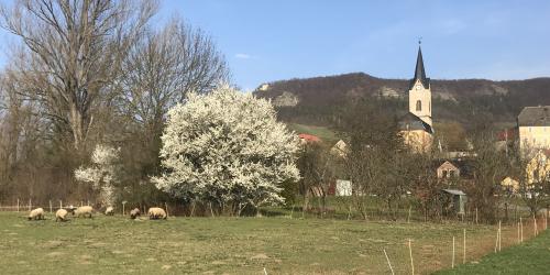 Ein Dorf mit einem blühenden Baum