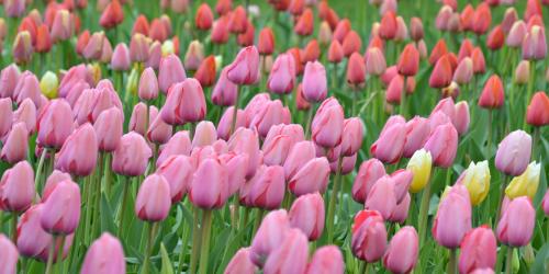 Feld mit vielen lilalen Tulpen