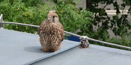 Ein junger Falke sitzt auf dem Dach des Fahrstuhles der Stadtverwaltung Jena.