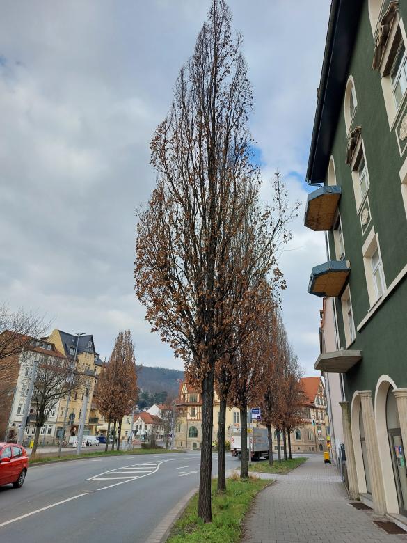 Bäume in der Naumburger Straße