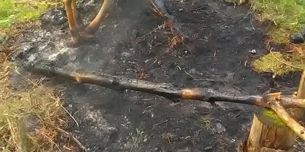 Ein Brandfleck im Wald
