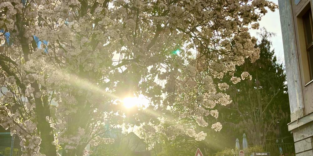 Sonnenstrahlen scheinen durch einen blühenden Baum