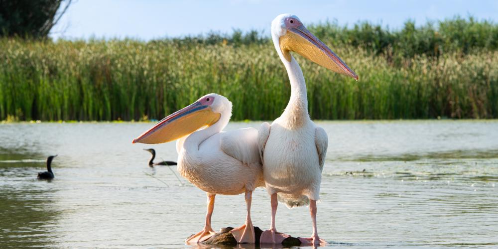Zwei große Vögel in einer Wasserlandschaft
