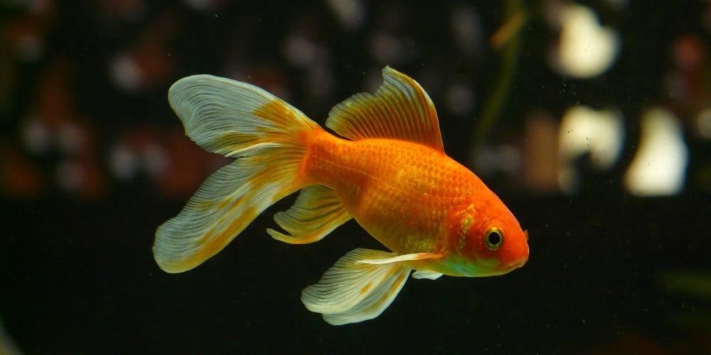 Ein Goldfisch