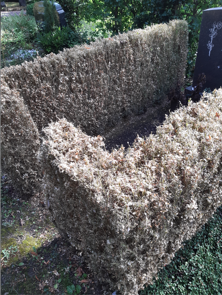 Ein Busch ohne Blätter