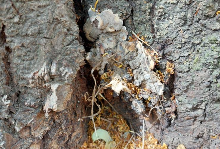 Eine Linde ist mit einem Brandkrustenpilz befallen.