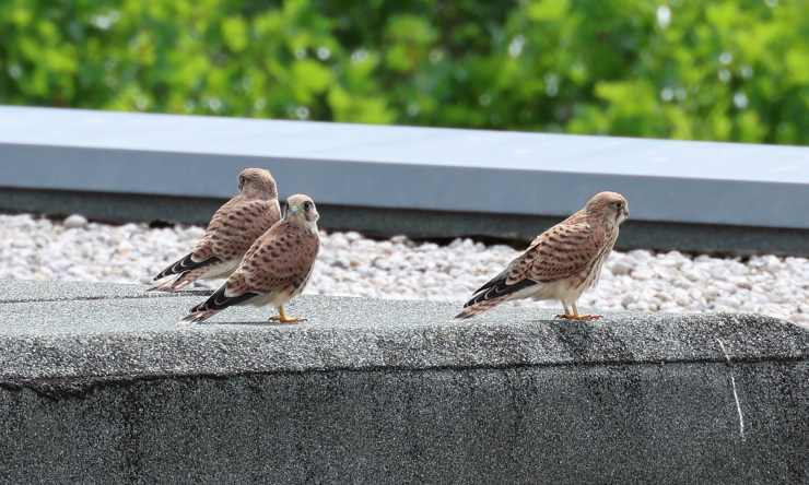 Drei junge Falken sitzen auf dem Dach der Stadtverwaltung.