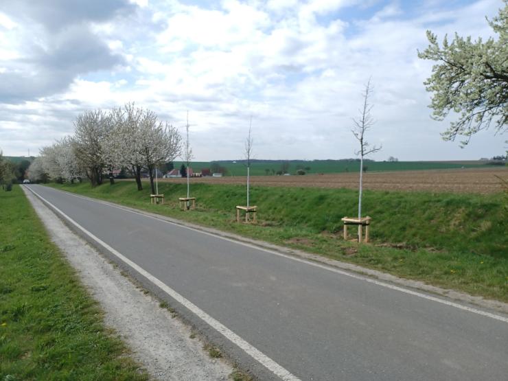 Baumpflanzungen Krippendorf an der Straße