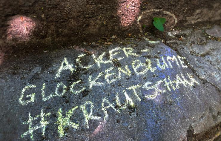 Eine Pflanze wächst am Straßenrand. Mit Kreide steht danebnen "Ackerglockenblume #Krautschau"