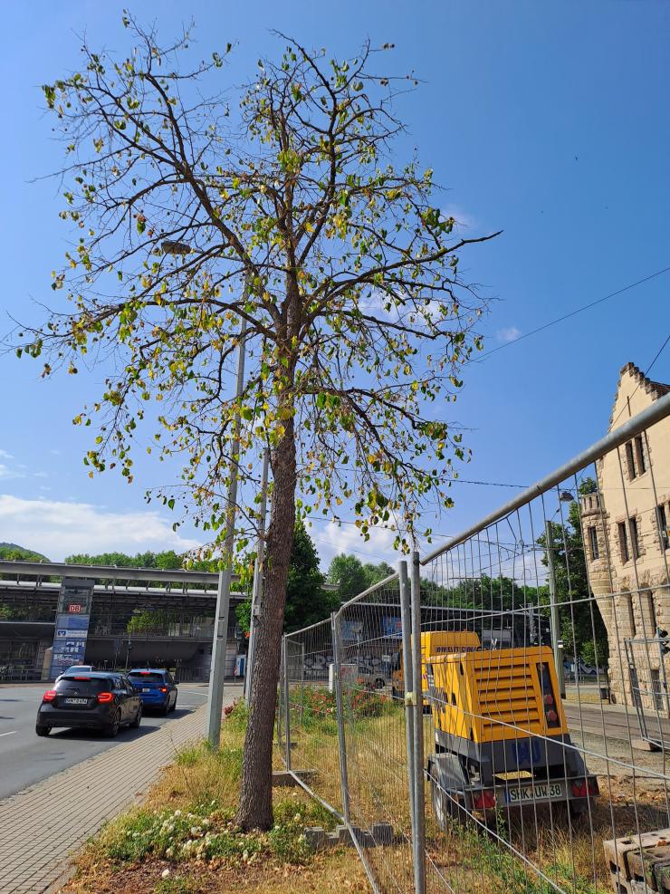 Ein Baum mit sichtbaren Zeichen der Vertrocknung am Rande einer Straße