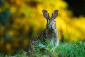 Ein Hase schaut in Richtung des Betrachtenden