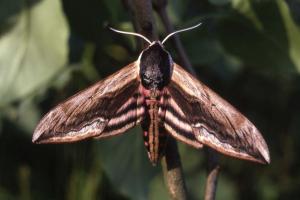 Ein Ligusterschwärmer sitzt auf einem Blatt.