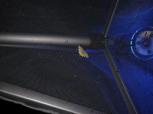 Ein Grünspanner sitzt auf einer Lichtfanganlage.