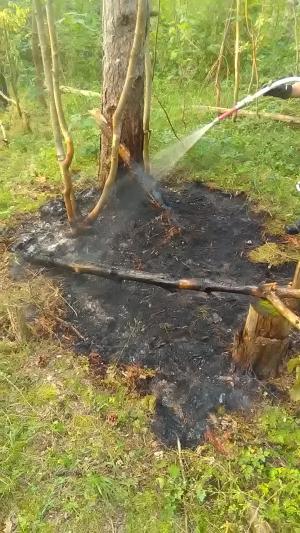 Ein Brandfleck im Wald