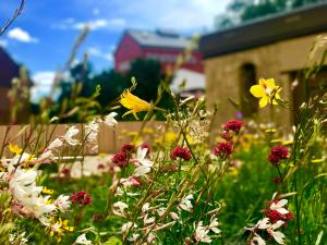 bunte Blumen im Vordergrund, verschwommene im Hintergrund: Gebäude und blauer Himmel