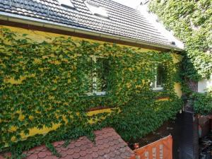 Eine Fassade mit Grünranken