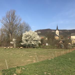 Ein Dorf mit einem blühenden Baum
