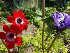 Blau und rot blühende Blumen