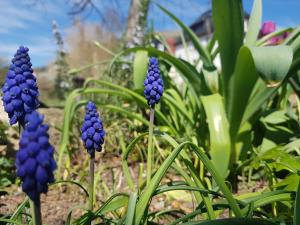 Mehrere in Traubenform blühende dunkelblaue Blumen in einem Beet