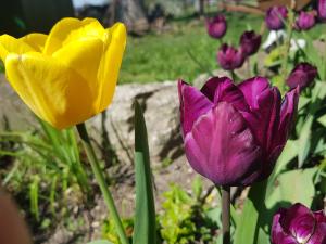 Gelb und lila blühende Tulpen in einem Beet