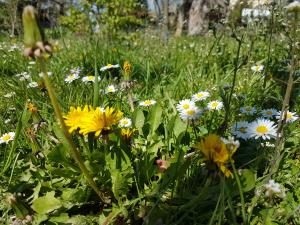 Gelb blühender Löwenzahn und weiß blühende Gänseblümchen auf einer Wiese