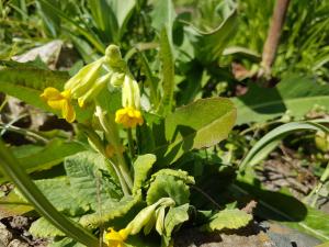 Eine gelb blühende Blume in einem Beet