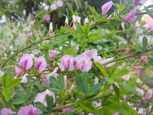 Rosa und lila blühender Strauch