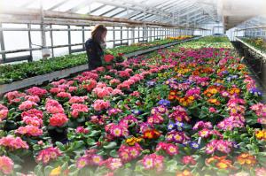 Eine Frau mit vielen Blumen