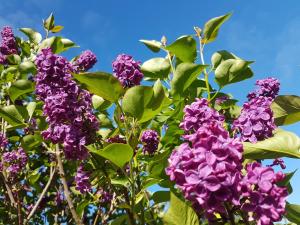 Lila blühender Strauch mit Grün