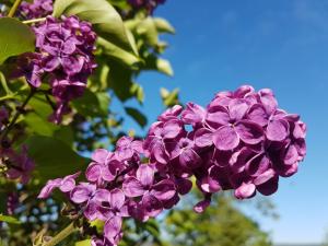 Lila blühender Strauch mit Grün
