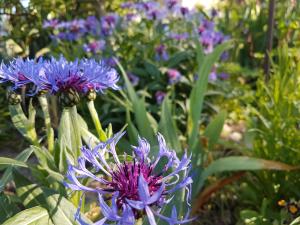 Blau blühende Blüten einer Pflanze im Grünen