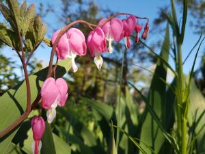 Rosa Blüten in Herzform an einer grün beblätterten Staude