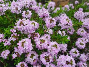 Lila blühender Thymian