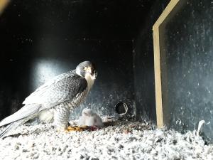 Ein männlicher Wanderfalke füttert zwei Jungtiere.