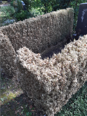 Ein Busch ohne Blätter