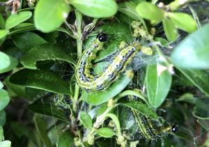 Eine Raupe zwischen Blättern