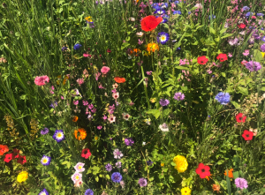 Eine Wiese mit vielen Blumen