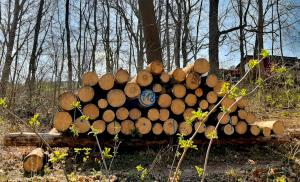 Gefällte Baumstämme im Wald