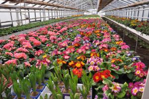 Blumenreihen in einem Gewächshaus