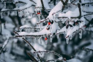 Rote Beeren an einem Busch mit Eiszapfen uns Schnee