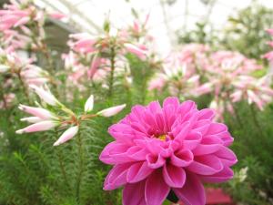 Blühende Pflanzen in einem Gewächshaus