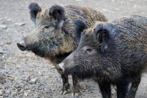 Zwei Wildschweine im Wald